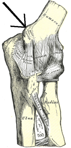 Gray329-Medial epicondyle of the humerus.png
