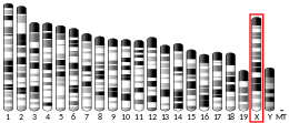 X chromosome (mouse)