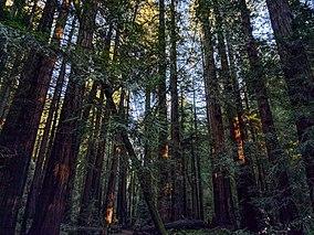Muir Woods National Monument (47879030331).jpg