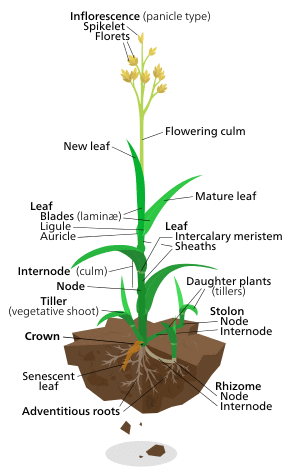 Diagram of a typical lawn grass plant.