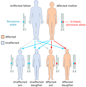 X dominant affected mother.svg
