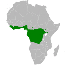 Baeopogon distribution map.png