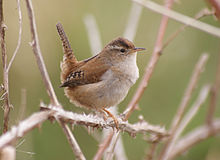 Cistothorus palustris -Reifel Island, Vancouver-8.jpg