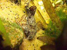 Erethistes Pusillus.JPG