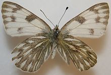Female Checkered White Megan McCarty05.jpg