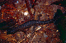 Prickly Rainforest Skink (Gnypetoscincus queenslandiae) (9774749225).jpg