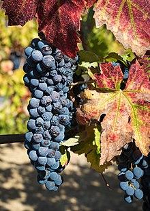 Ripe Zinfandel grapes in Dry Creek Valley-8958.jpg