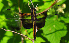 Widow Skimmer, female.jpg