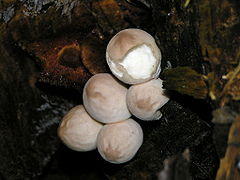 Lycoperdon pyriforme.jpg