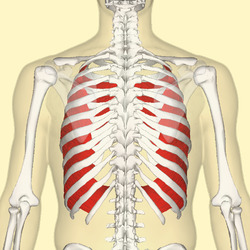 Internal intercostal muscles back.png