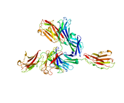 Protein BSG PDB 3B5H.png