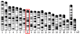 Chromosome 8 (mouse)
