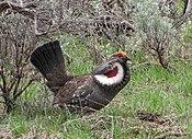 Breeding male dusky grouse (30749272762).jpg