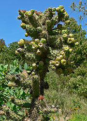 Cylindropuntia prolifera 1.jpg