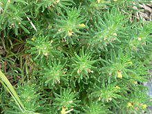 Ajuga chamaepitys.JPG