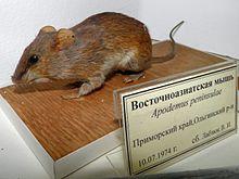 Apodemus peninsulae.jpg