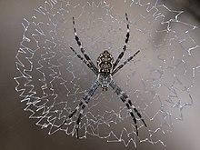 Argiope mascordi 8180.jpg