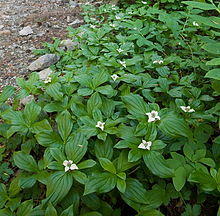 CanadianDogwoodGrowingTrailSide cropped.jpg