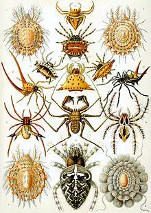 Haeckel Arachnida.jpg