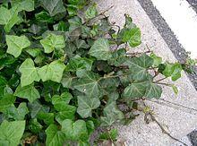 Hedera helix3.jpg