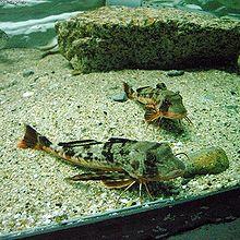 Helidonichthys spinosus.jpg