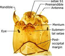 L Orthocladiinae head explained.jpg