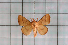 Malacosoma neustria formosana.jpg