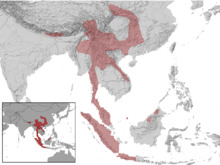 Petaurista elegans distribution (gray, filled).png