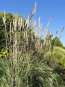 Saccharum ravennae - J. C. Raulston Arboretum - DSC06214.JPG