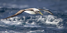 Thalassarche bulleri in flight 3 - SE Tasmania.jpg
