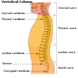 Illu vertebral column.svg