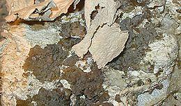 Mineraly.sk - palygorskit.jpg