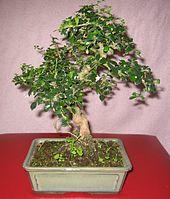 Erethia theezans (bonsaï).jpg