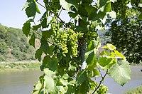 Wine grapes Mosel 2018 (2).jpg