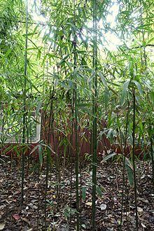 Acidosasa notata - Wangjianglou Park - Chengdu, China - DSC05938.jpg