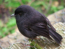 Black Robin on Rangatira Island.jpg