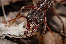 Bullant head detail.jpg