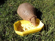 Cabassous chacoensis eating.jpg