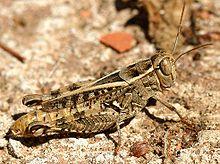 Calliptamus italicus01.jpg