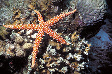 Gomophia egyptiaca Red Sea.jpg