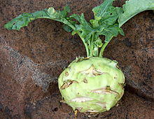 GreenKohlrabi.jpg