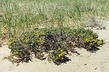 Hudsonia tomentosa, Pancake Bay PP.jpg