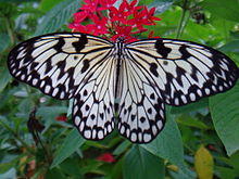 Idea Leuconoe (Paper Kite).jpg