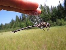 Incurvate emerald jul 16 2015.jpg