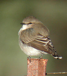 Jacky-Winter sundown apr03.jpg