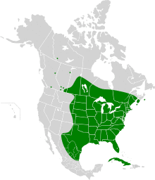 Lasiurus borealis map.svg