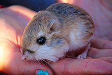 Merriam's Kangaroo Rat.jpg