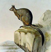 Petrogale inornata2.JPG