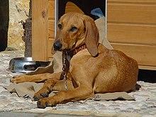 Segugioitalianopelorasofulvo (cropped).JPG