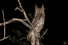 Spotted eagle owl bubo africanus.jpg